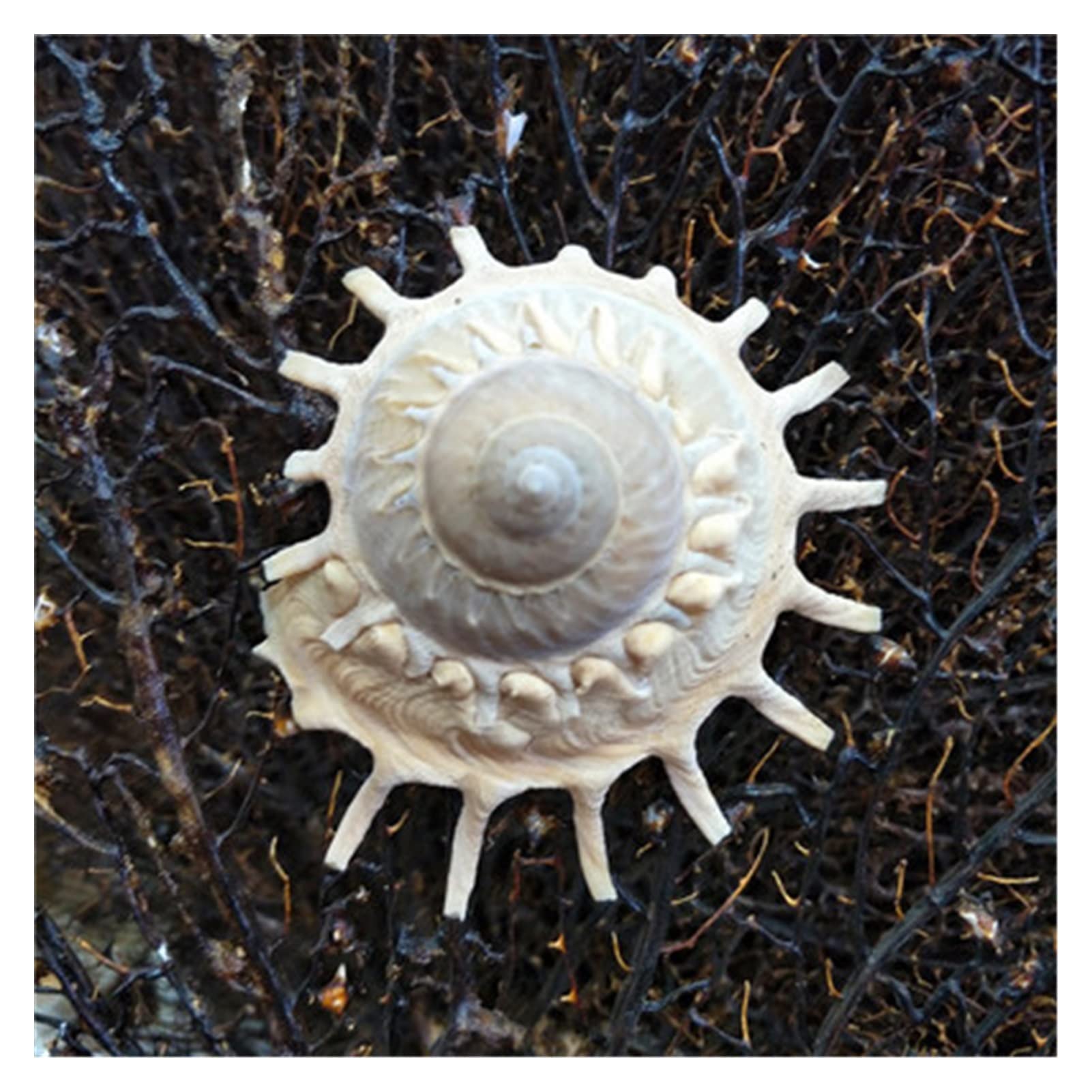 FLOAPA Natural Conch Shells Home Decoration Collection Specimen Snails Shooting and Landscaping 9-12 cm Rotary Snails Decoration Primary Stones and Minerals