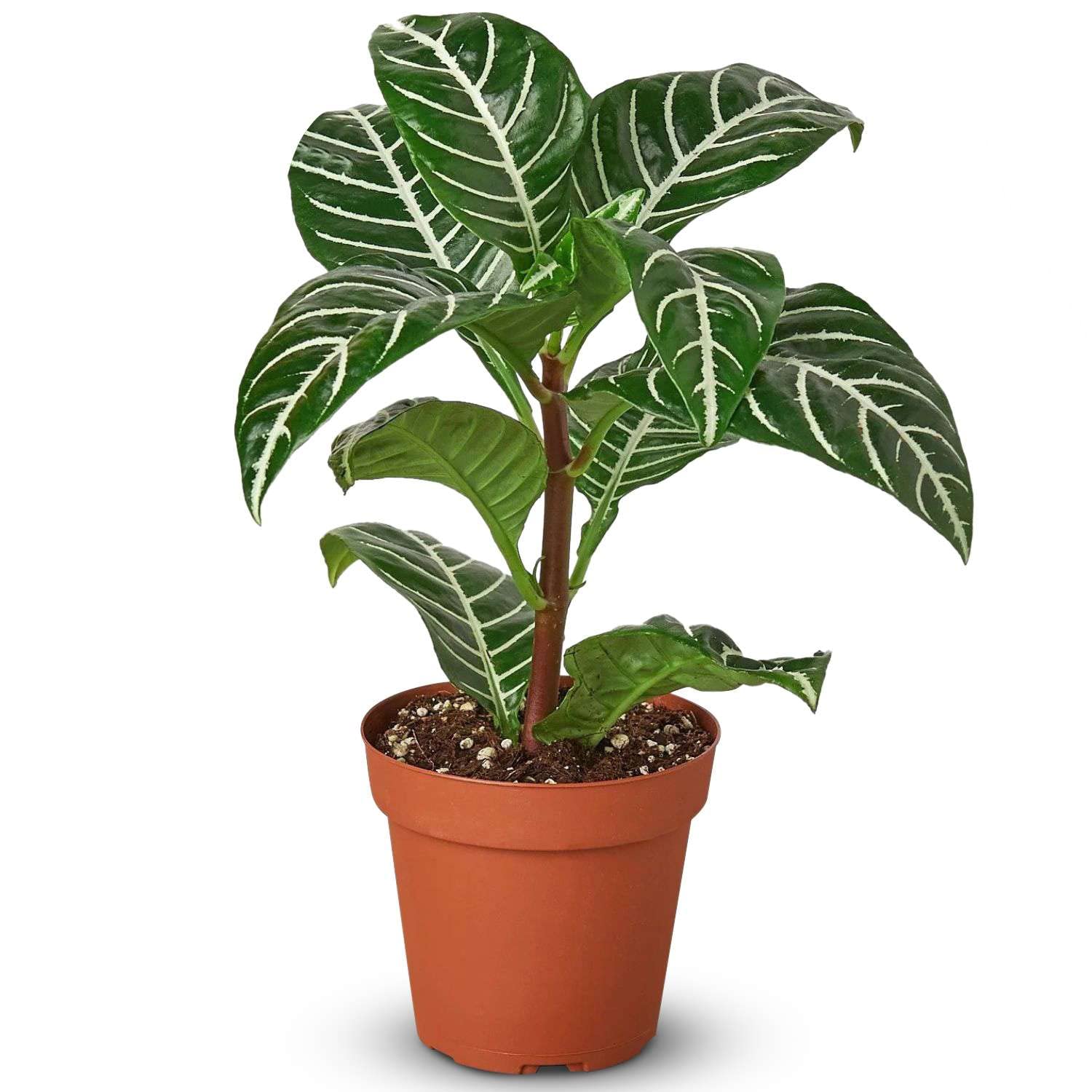 Zebra Aphelandra Plant