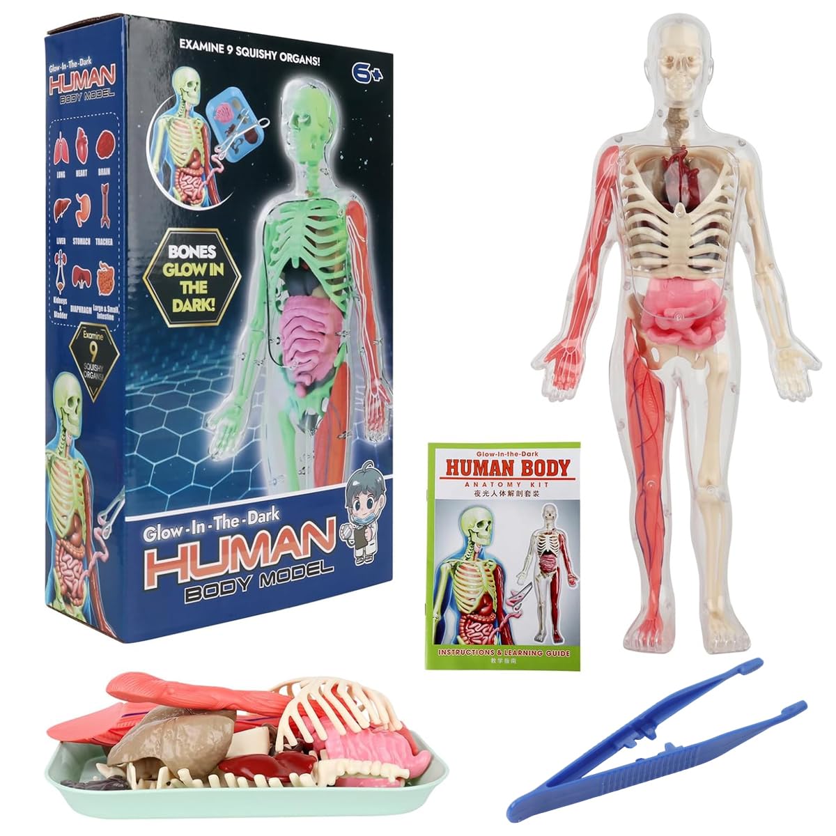 Buy PATPAT® 32 Pieces DIY Assembly Human Skeleton Model Organs Models ...