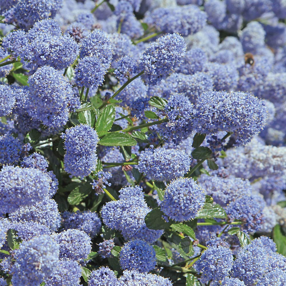 Ceanothus repens Californian Lilac Ceanothus thyrsiflorus VAR. repens Evergreen Hardy Shrub Powder Blue Flowers Attracts Wildlife 1x 9cm Pot by Thompson and Morgan