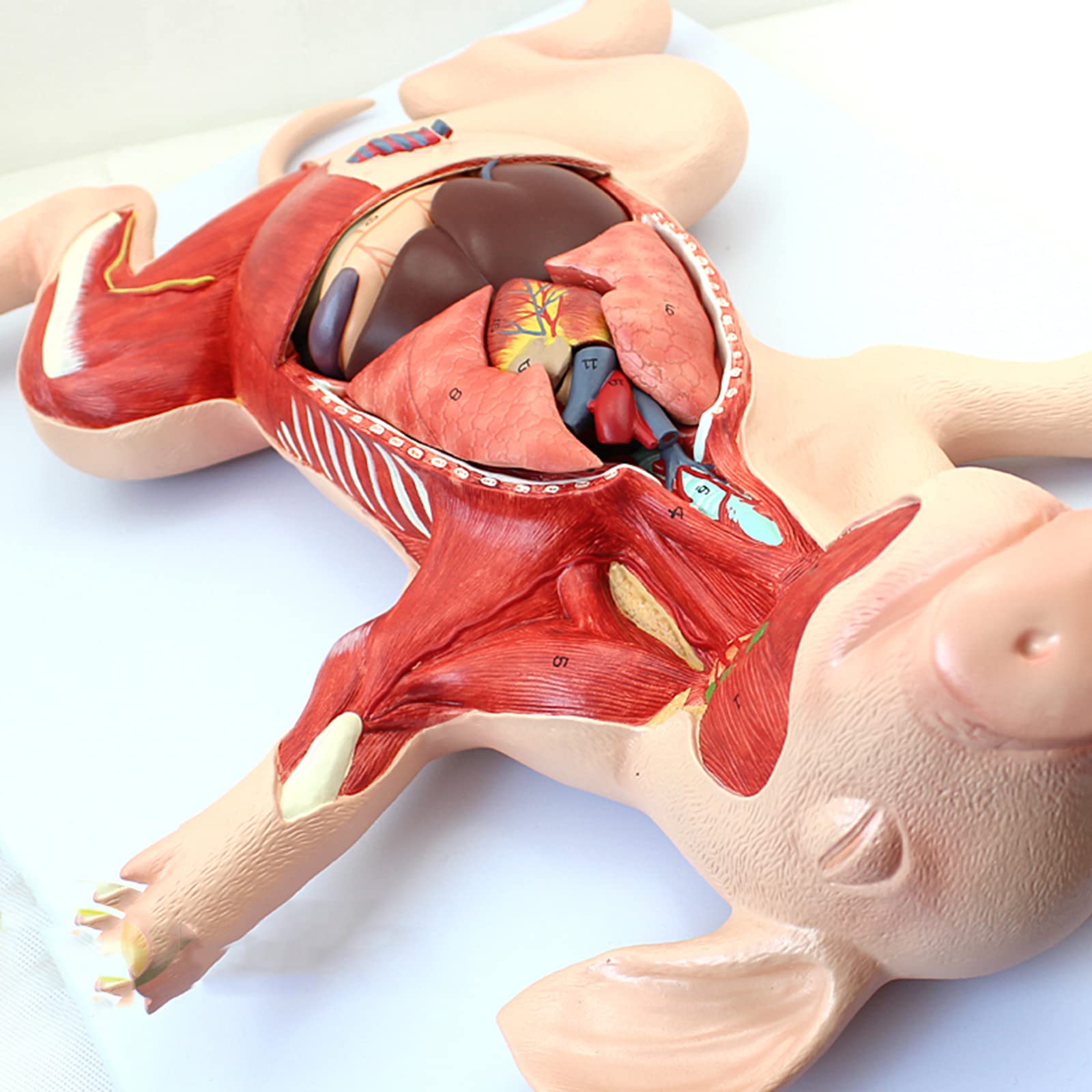 Modele anatomiczne, Zarodek świni, narządy, wewnętrzne, mięśnie, nerwy