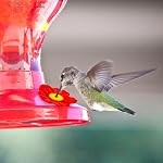 20pcs Cummingbird Feeder Remplacement Fleurs avec 2 Brosse de nettoyage, alimentation colibri Pièces de rechange nourrisseur d'oiseaux Fleurs de remplacement Ports d'alimentation pour l'extérieur