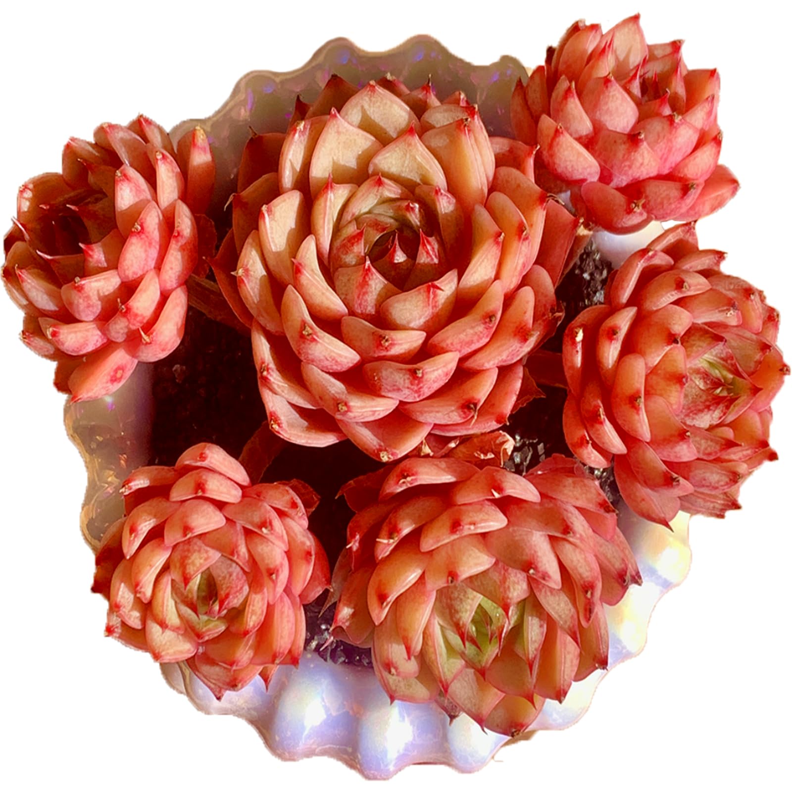 Echeveria Ben Badis Rare Live Succulent Plants