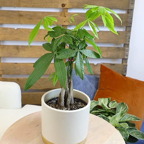 Miniatura 3 de Plantas de árbol de dinero para interiores decoración de plantas de dinero chinas árbol de bonsái decoración de Feng Shui plantas de casa para