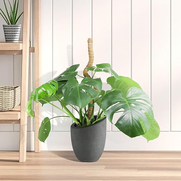 SYCARON Moss Pole, 2 PCS 28 Inches Moss Pole Sticks for Plant Support Monstera, Coco Coir Plant Support Stakes for Small Potted Climbing Plants, Indoor Plants to Grow Upwards - 5