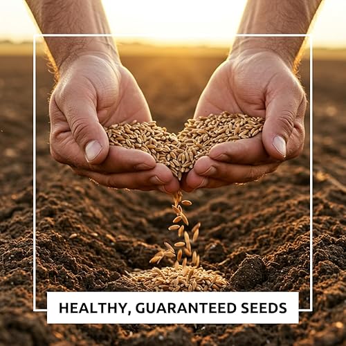 Miniatura 4 de Blue Morning Glory - Vid trepadora | 100 semillas para plantar | Hermosa vid en flor