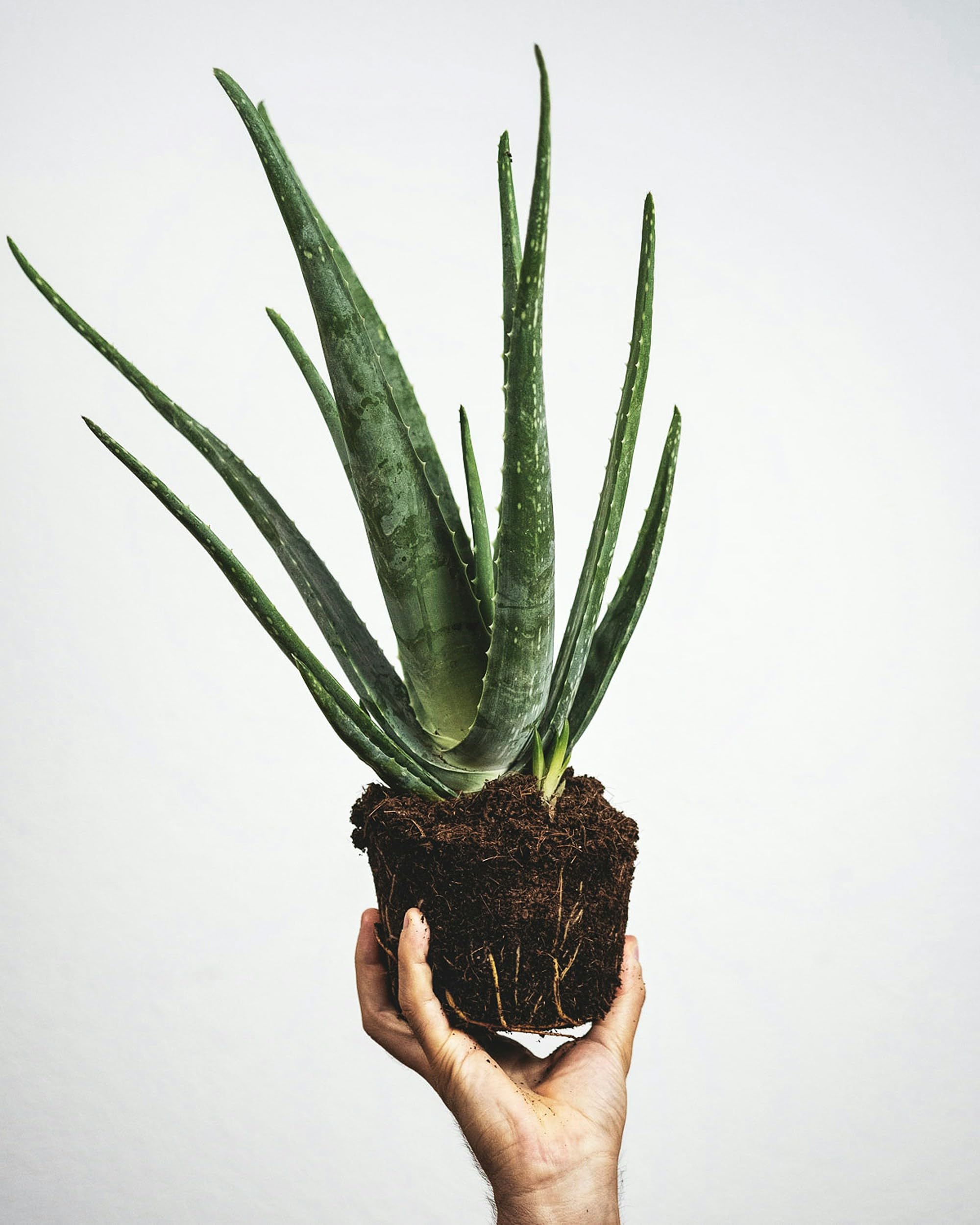 Indian Aloe Vera for Ayurveda Lovers  Pack of 1 : Amazon.in: Garden &  Outdoors