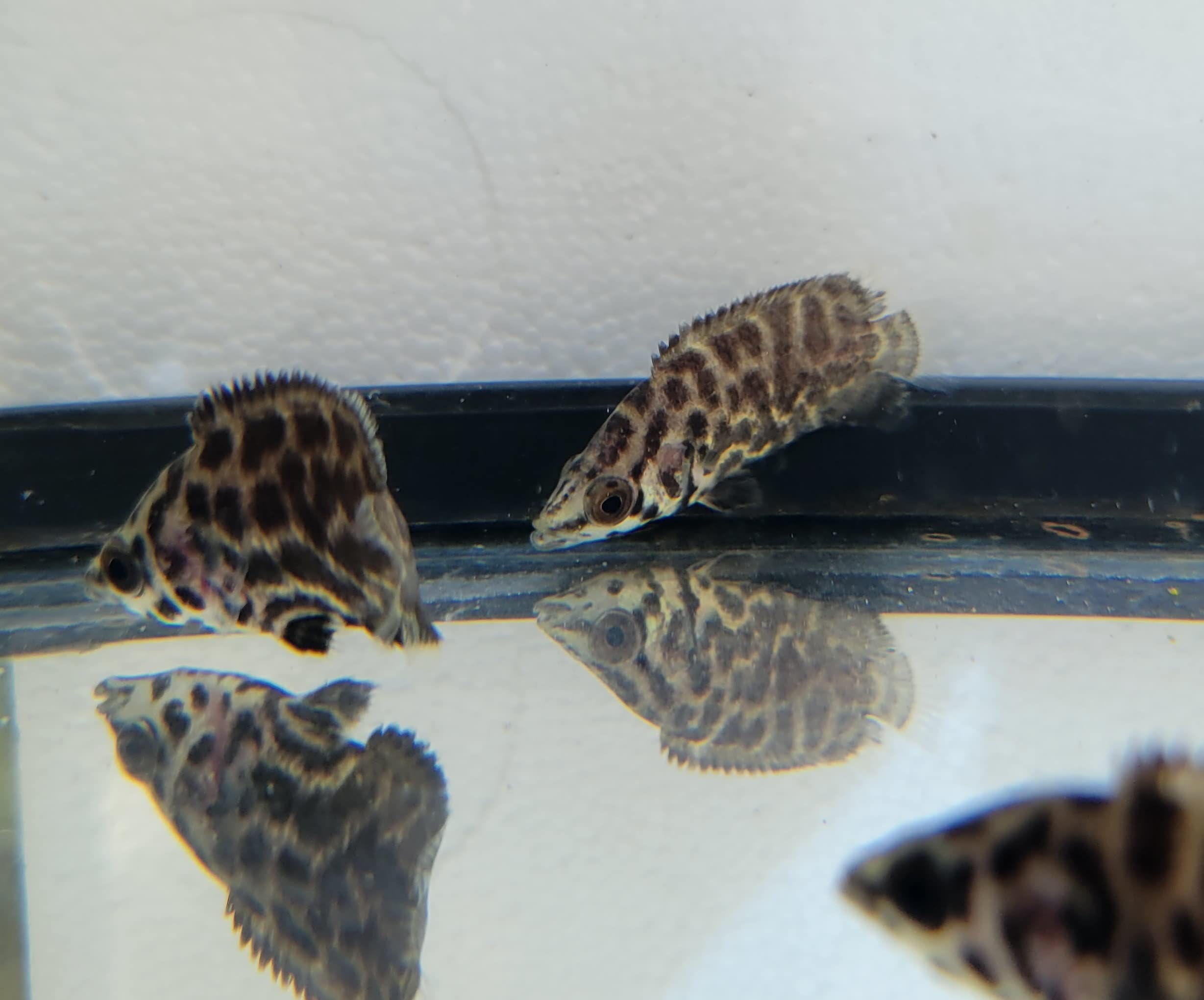 Quinn's Fins Leopard Bush Fish- Leopard Ctenopoma- Ctenopoma acutirostre- Small 1-2