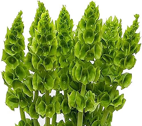 Bells of Ireland Seeds - Gran adición a los bordes de las flores, aproximadamente 150 semillas