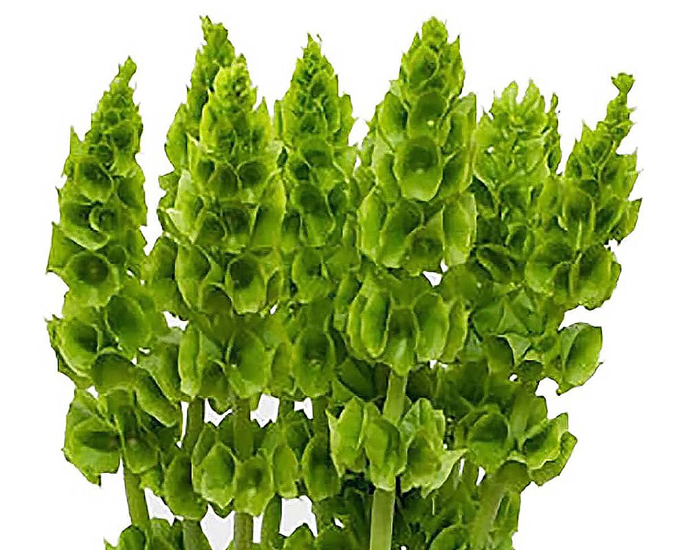 Bells of Ireland Seeds