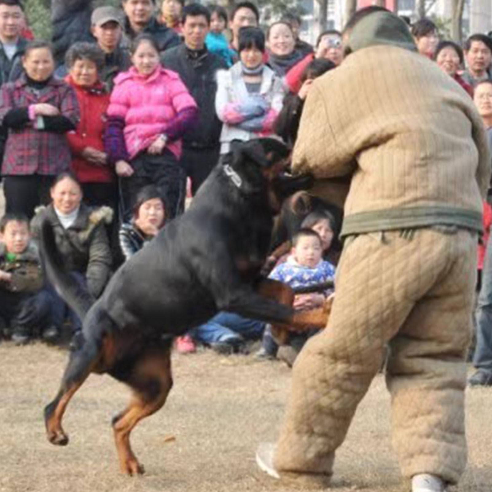 Mono antimordeduras, traje de adiestramiento canino, ropa protectora para adiestramiento canino - Traje de adiestramiento canino policía para perros medianos y grandes.,L