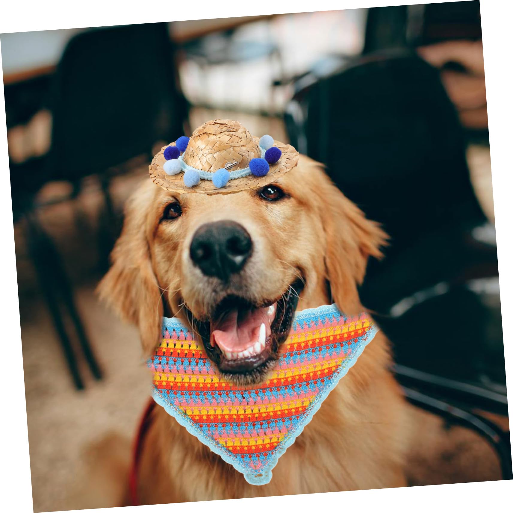 POPETPOP Chapeau pour Chien avec Coiffe Et Bandana Accessoire Photo Élégant pour Fête Danniversaire