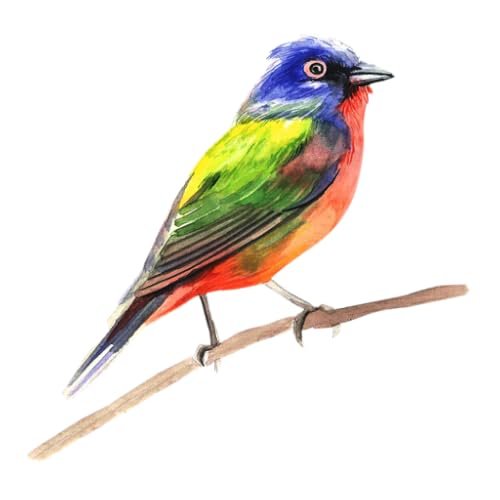 Birds Facts