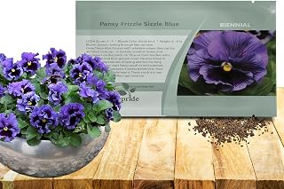 Outsidepride Frizzle Sizzle Blue Pansy Seeds for Planting - 50 Pcs. Biennal, Cold-Hardy & Pollinator Friendly Flowers with Fragrant Blooms for Garden Beds, Borders & Container Displays