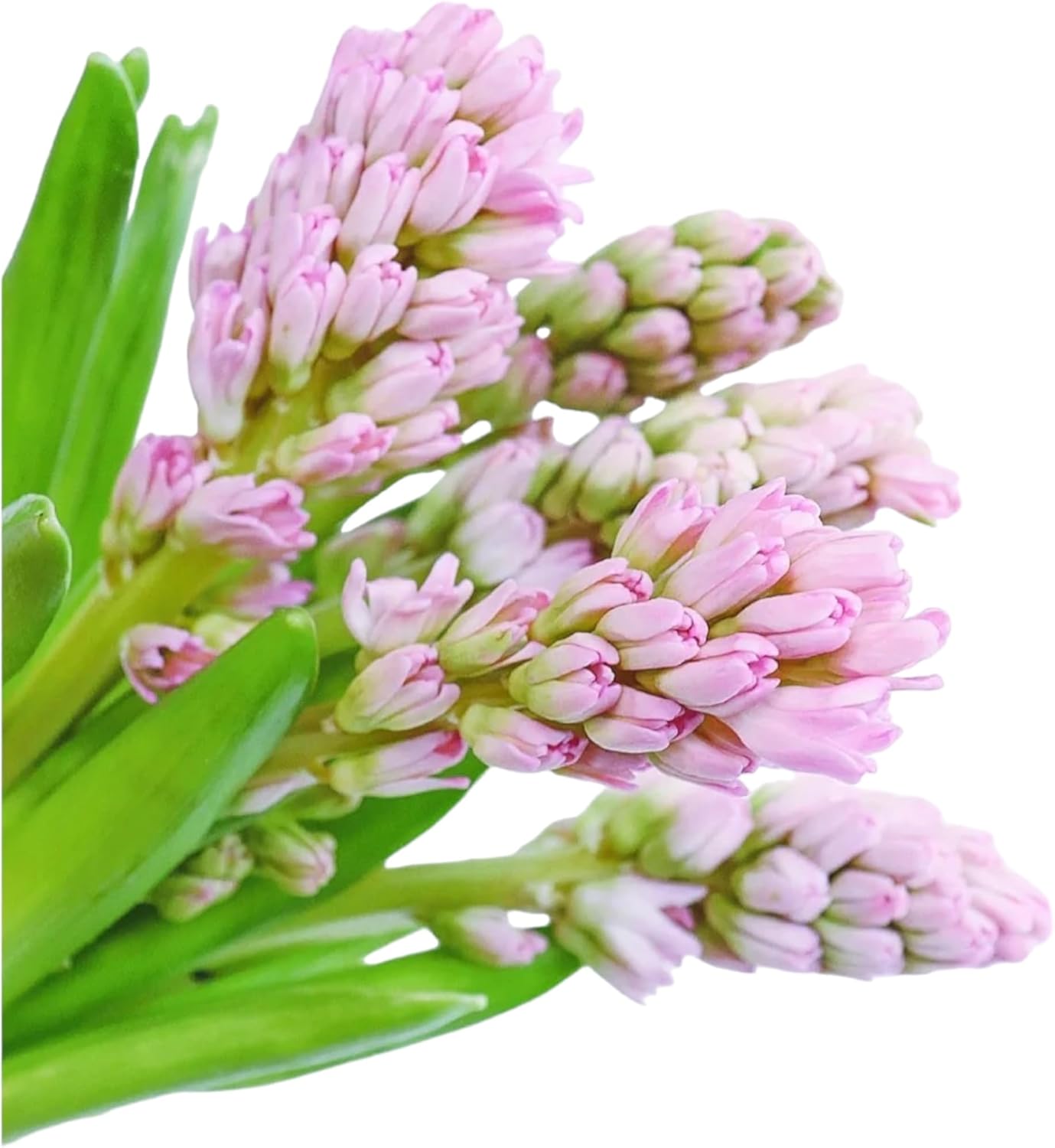 15 Stems Hyacinth Randomly Mix Colors Fresh Cut Flowers Arrangement Gifts For Home Decoration Birthdays Anniversaries Healing Sympathy Friendship and Love