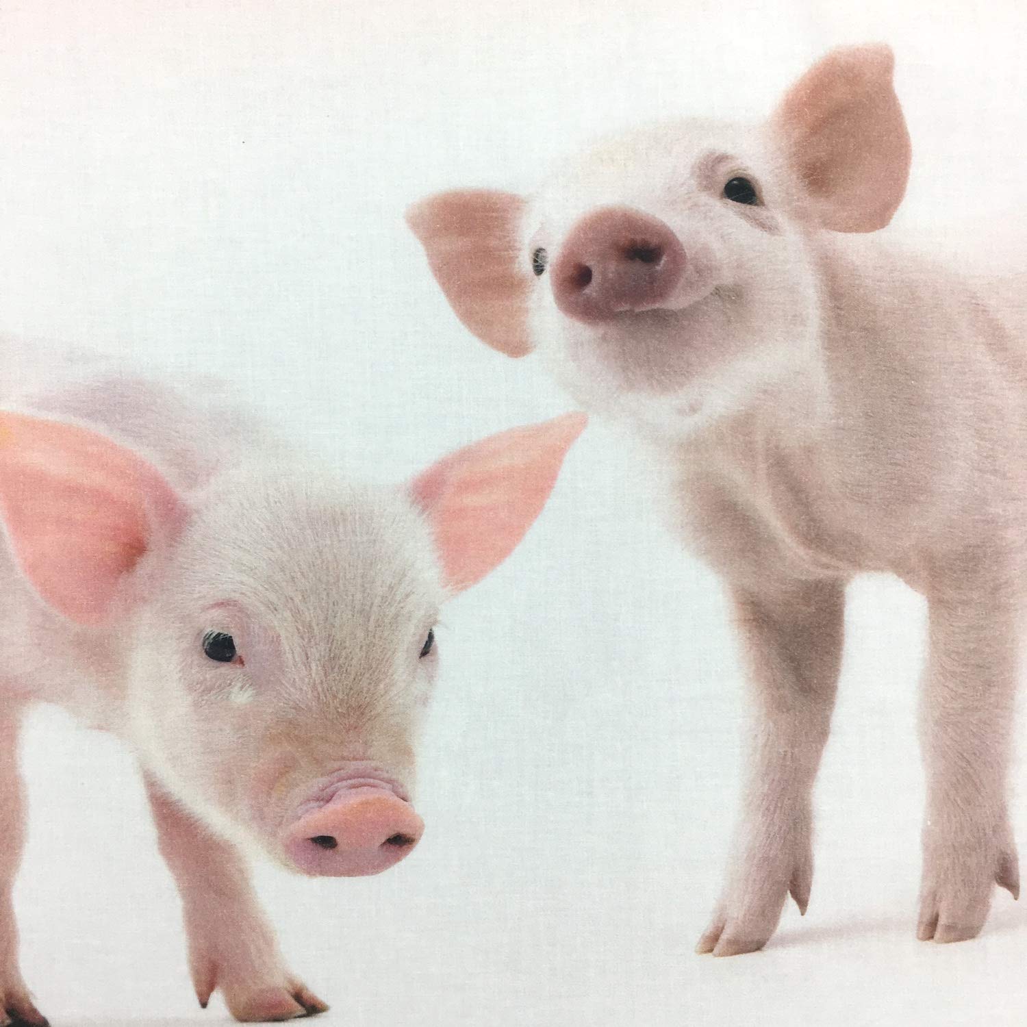 Bettwäsche Piggy Rosa Ferkel Schwein Hausschwein Schweinchen Sau Renforcé, Größe:135 cm x 200 cm