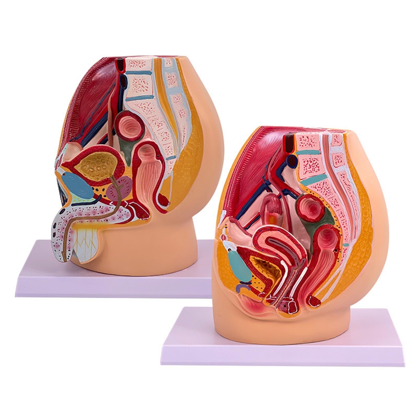 Modèle pelvis sagittal AMITD en classe de biologie pour étudier l'utérus et l'anatomie