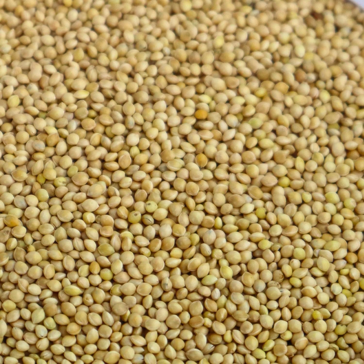 Evergreen Farm and Garden White Proso Millet Field & Bird Seed (8.5 Lbs)