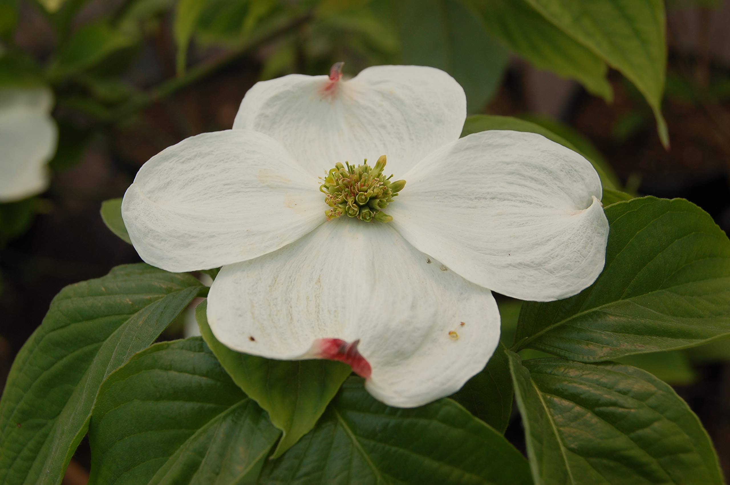 Buy American Beauties Native s Cornus Florida 'Cloud Nine' (Dogwood