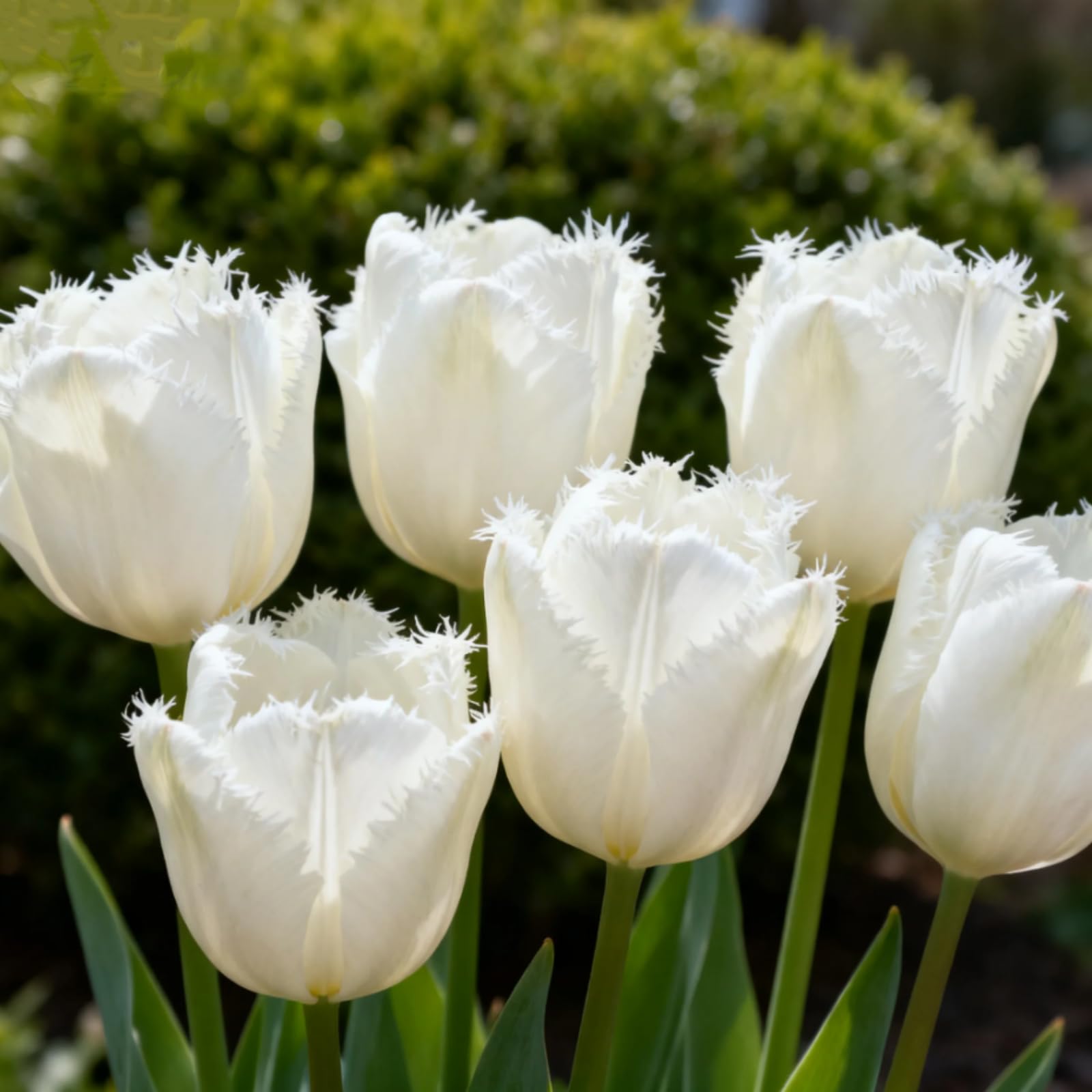 Tulip Bulbs Ready to Plant,Simply Beautiful Flowering Perennial, Excellent Display for Home Garden & Landscaping-D-6 Bulbs