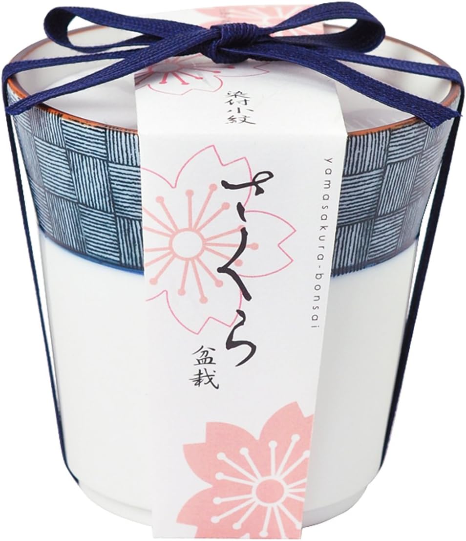 Amazon Co Jp 聖新陶芸 染付小紋盆栽栽培セット 桜 Gd 452 ホーム キッチン