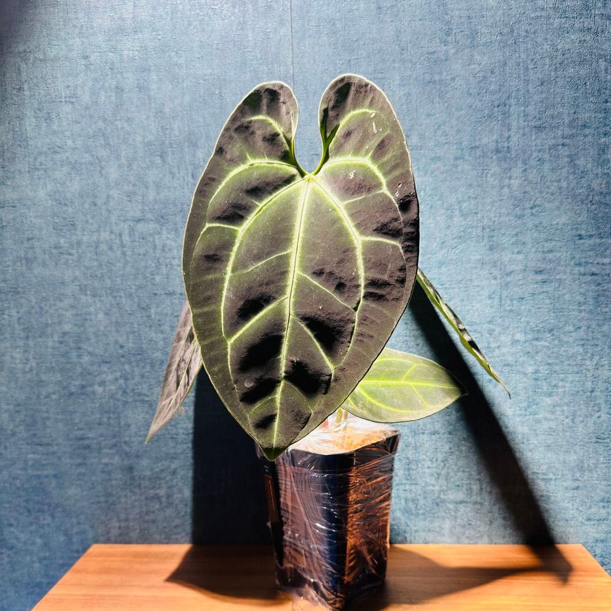 Amazon.co.jp: アンスリウム ベッセアエ Anthurium beae : ホーム