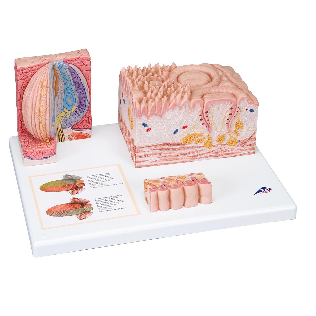 3B Scientific D17 3B MICROanatomy Tongue - 3B Smart Anatomy