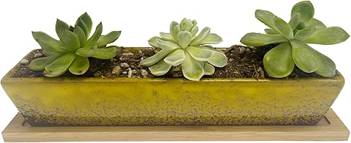 Miniatura 7 de Macetero para suculentas, macetas rectangulares de cerámica para suculentas, mini contenedores de flores con platillos de bambú para oficina,