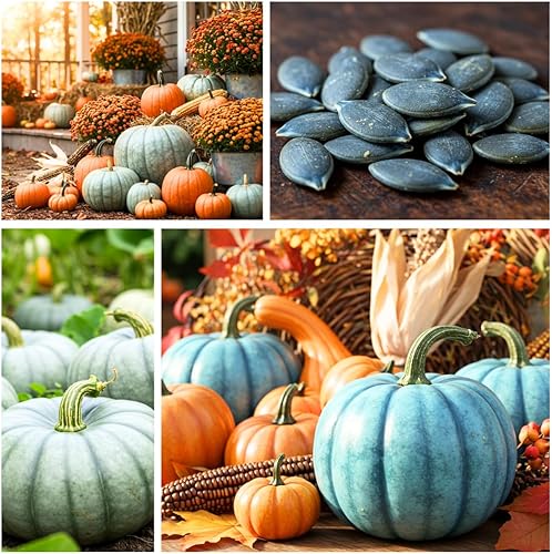 Miniatura 5 de Exotic Blue Pumpkin Seeds  Paquete de 10 semillas  Blue Jarrahdale Pumpkin Seeds