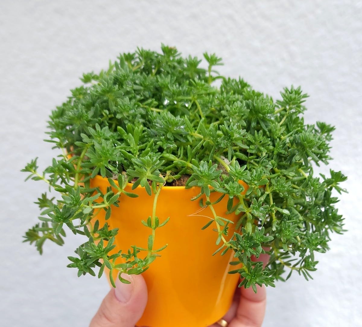 Amazon.co.jp: セール！！！セダム 森村万年草 多肉植物 苗 : おもちゃ