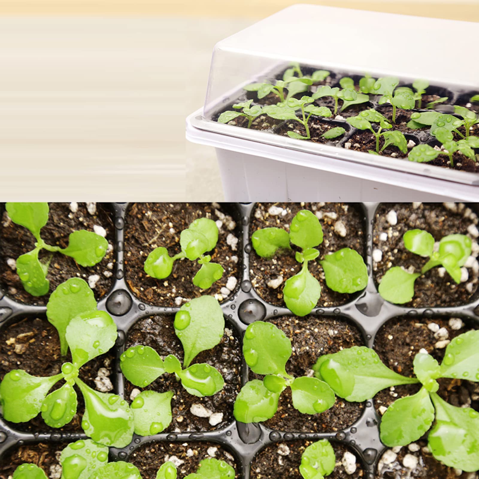 5 Pezzi Vassoi per la Germinazione, Scatola di Germinazione, Vassoi per Propagatore di Semi con Prese d'Aria per Semina Germinazione di Piante, Coltivazione in Serra