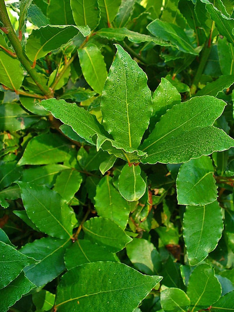 10 Graines de Laurier (Laurus nobilis)