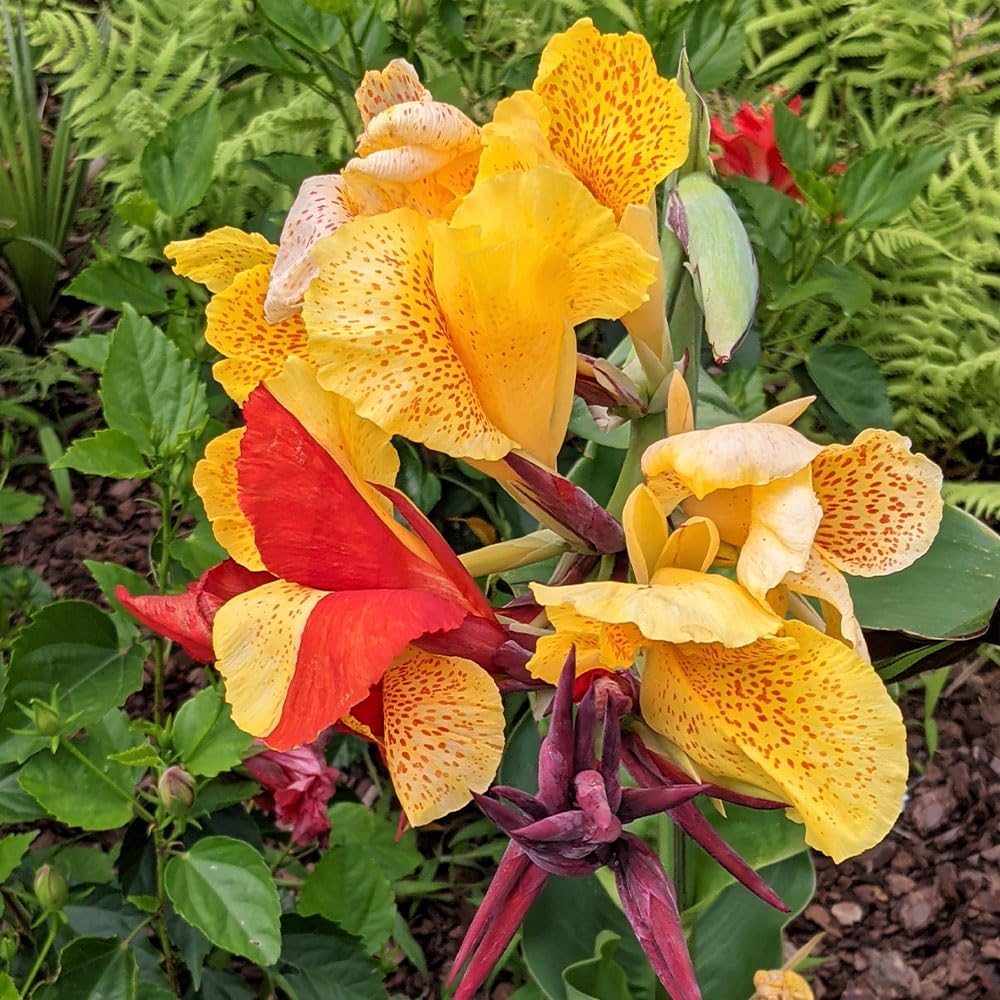 Canna Large Flowered Hybrids Seeds – Lavish Displays for Large Containers – Half Hardy Perennial – for Your Beautiful Garden