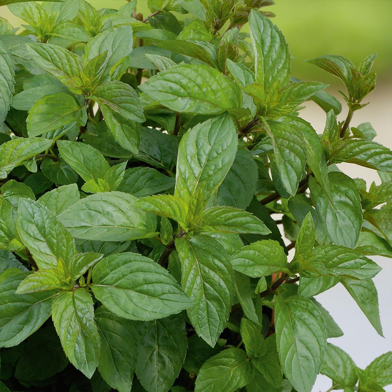 Chocolate Mint Plant - Mentha Piperita CV ‘Chocolate Mint’ Live Plant | Fragrant Plant, Perfect for Growing in Containers - Easy to Grow (4 Pack)