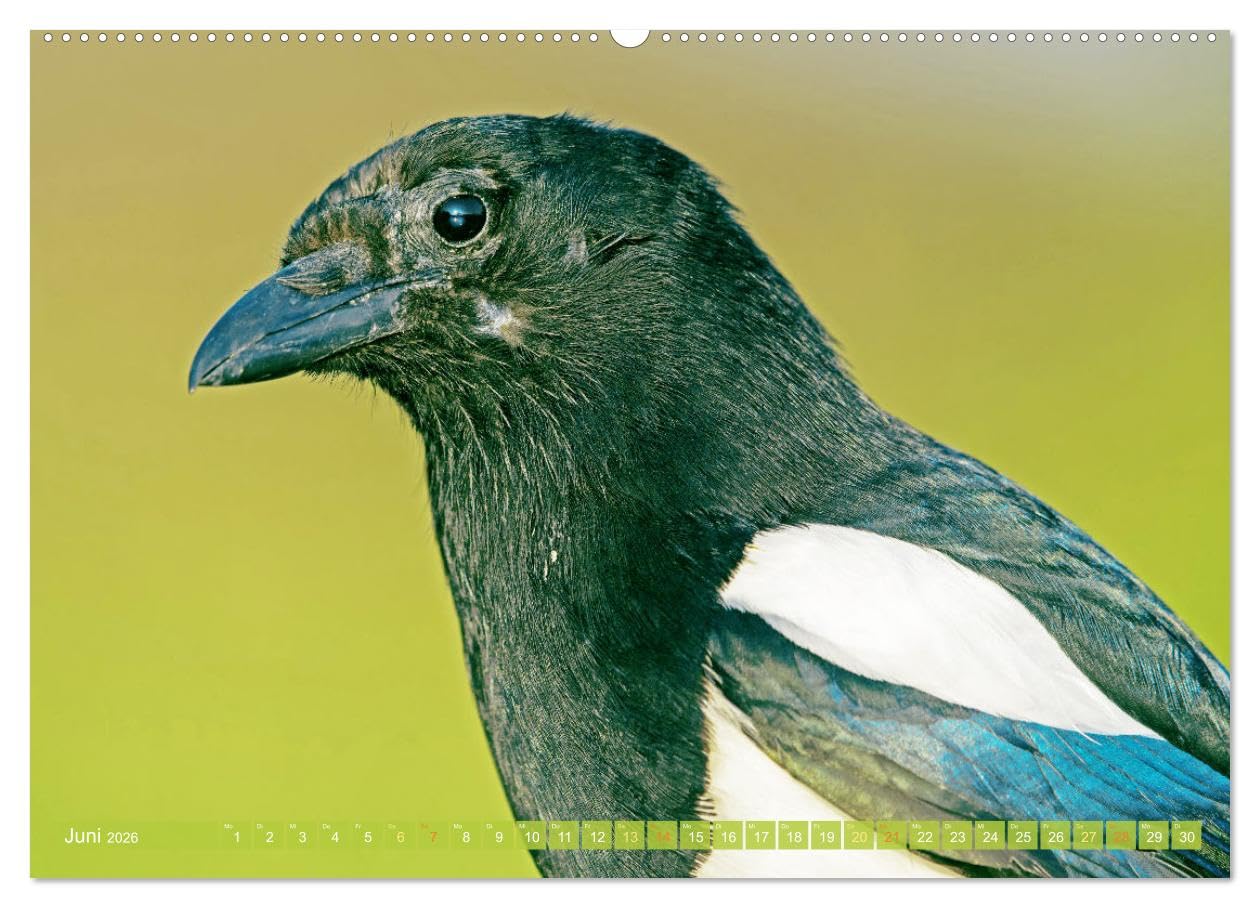 Rabenvögel: Schwarz, schlau, schön (hochwertiger Premium Wandkalender 2026 DIN A2 quer), Kunstdruck in Hochglanz: Rabe, Krähe, Elster: viel schlauer als Ihr Ruf (CALVENDO Tiere)