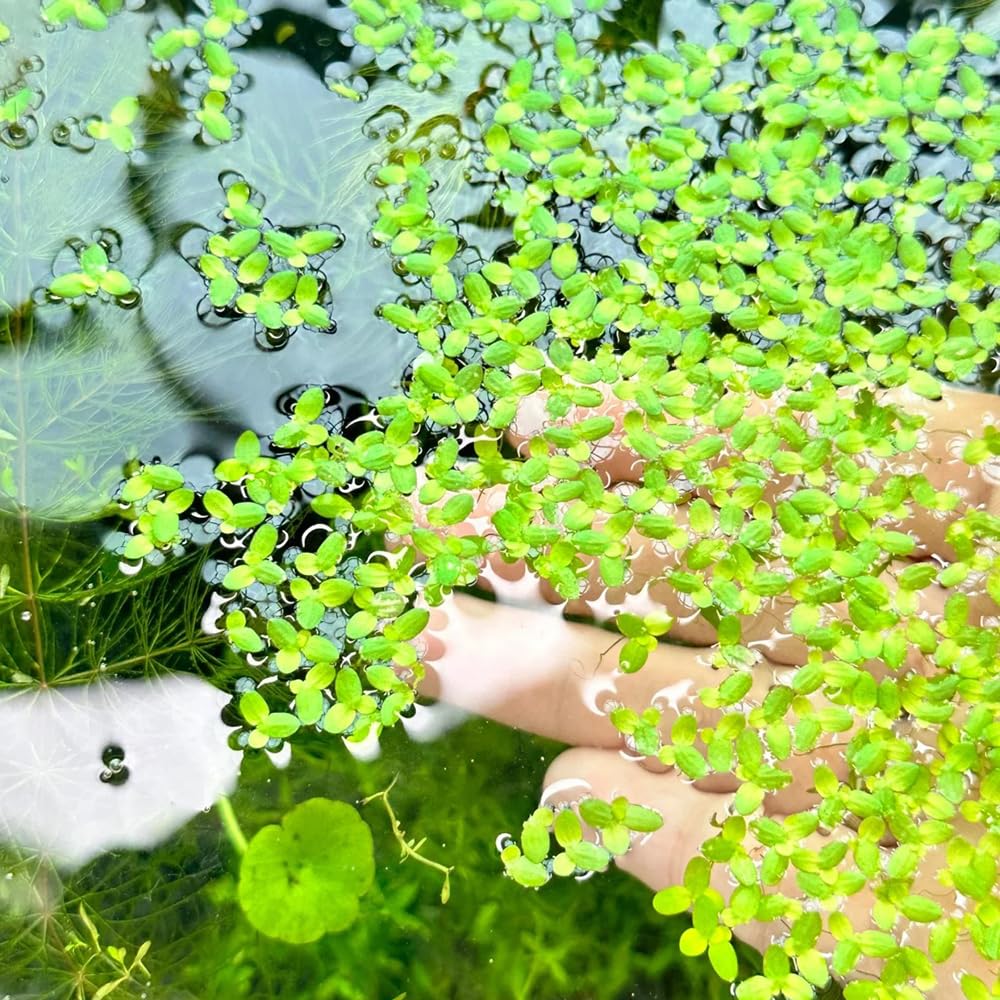 semillas de lenteja de agua, acuario de flotantes, Lemna minor, sostenible de acuario regalos 800pcs