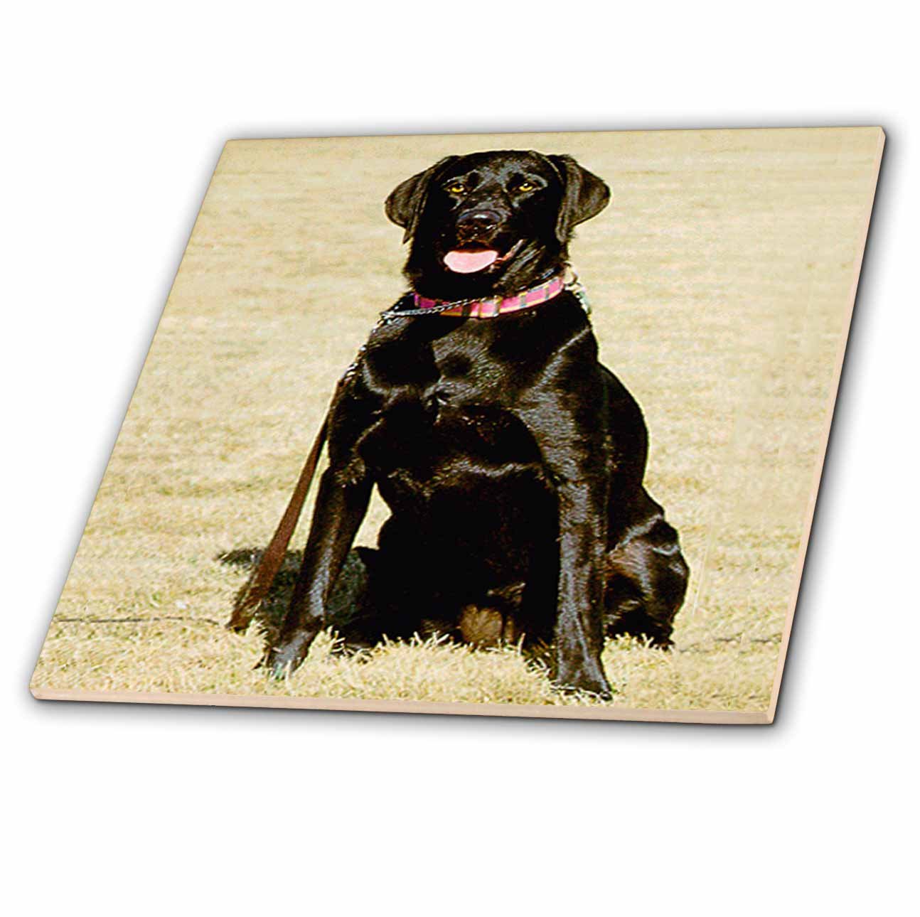 Amazon.co.jp: Dogs Labrador Retriever – ラブラドールレトリバー