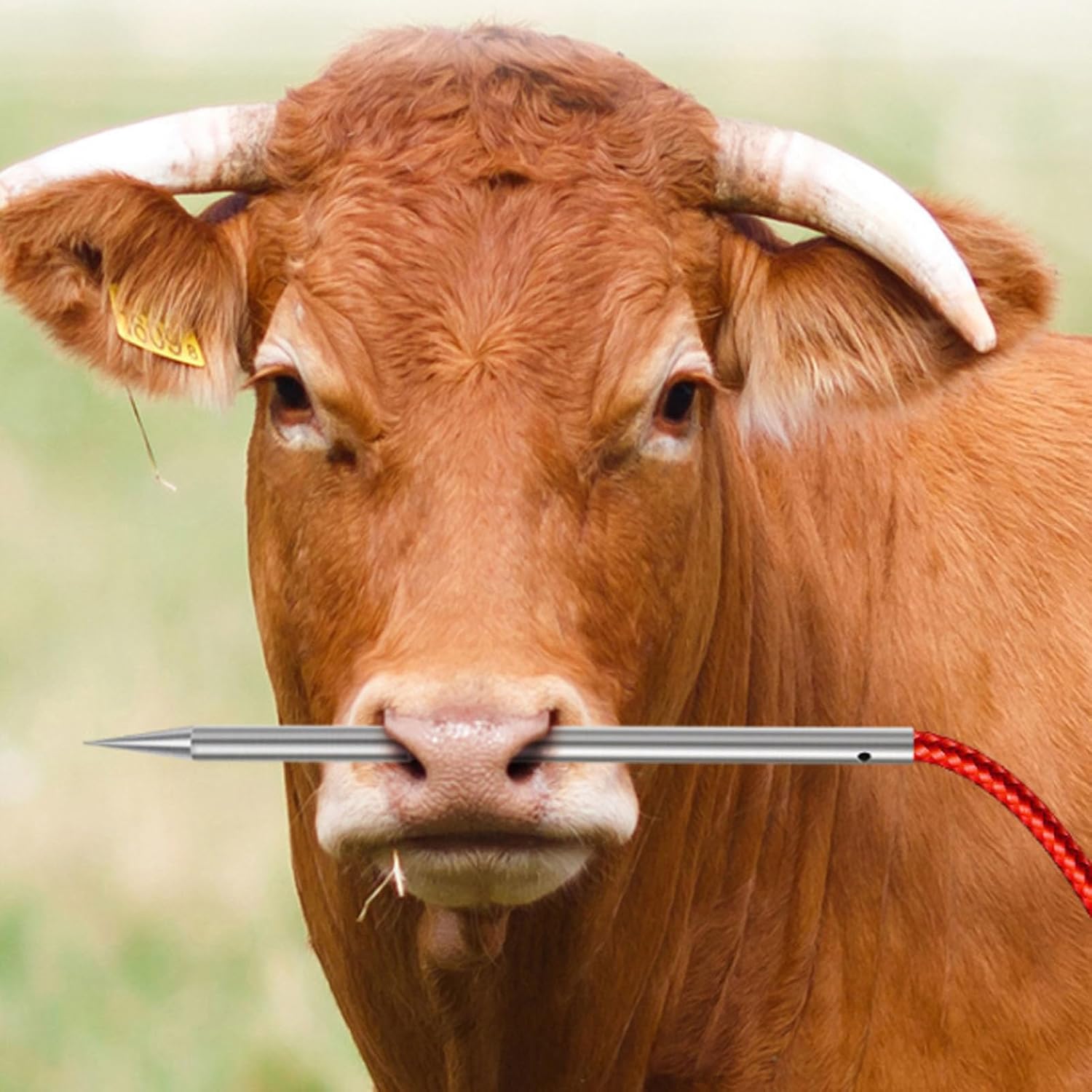 Aramox Cow Nose Piercing Needle for Cattle 304 Stainless Steel with Hole (Small Size)