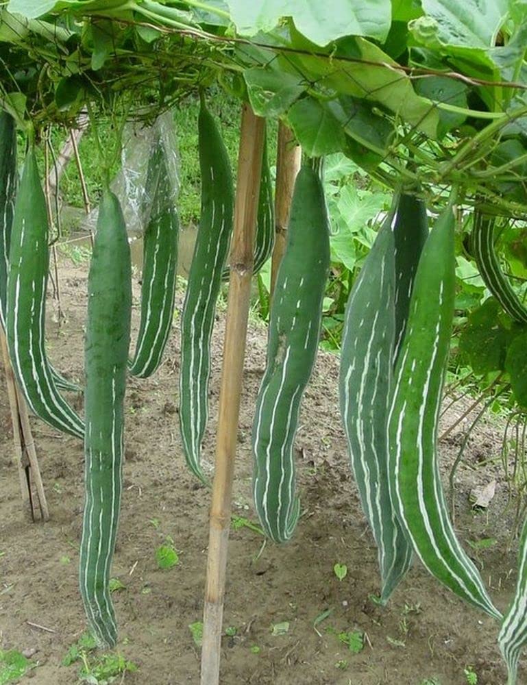 Flare Seeds Snake Gourd Vegetable Seeds Pack of 245 Seeds (B09C9Y5TQQ) Amazon Price History, Amazon Price Tracker