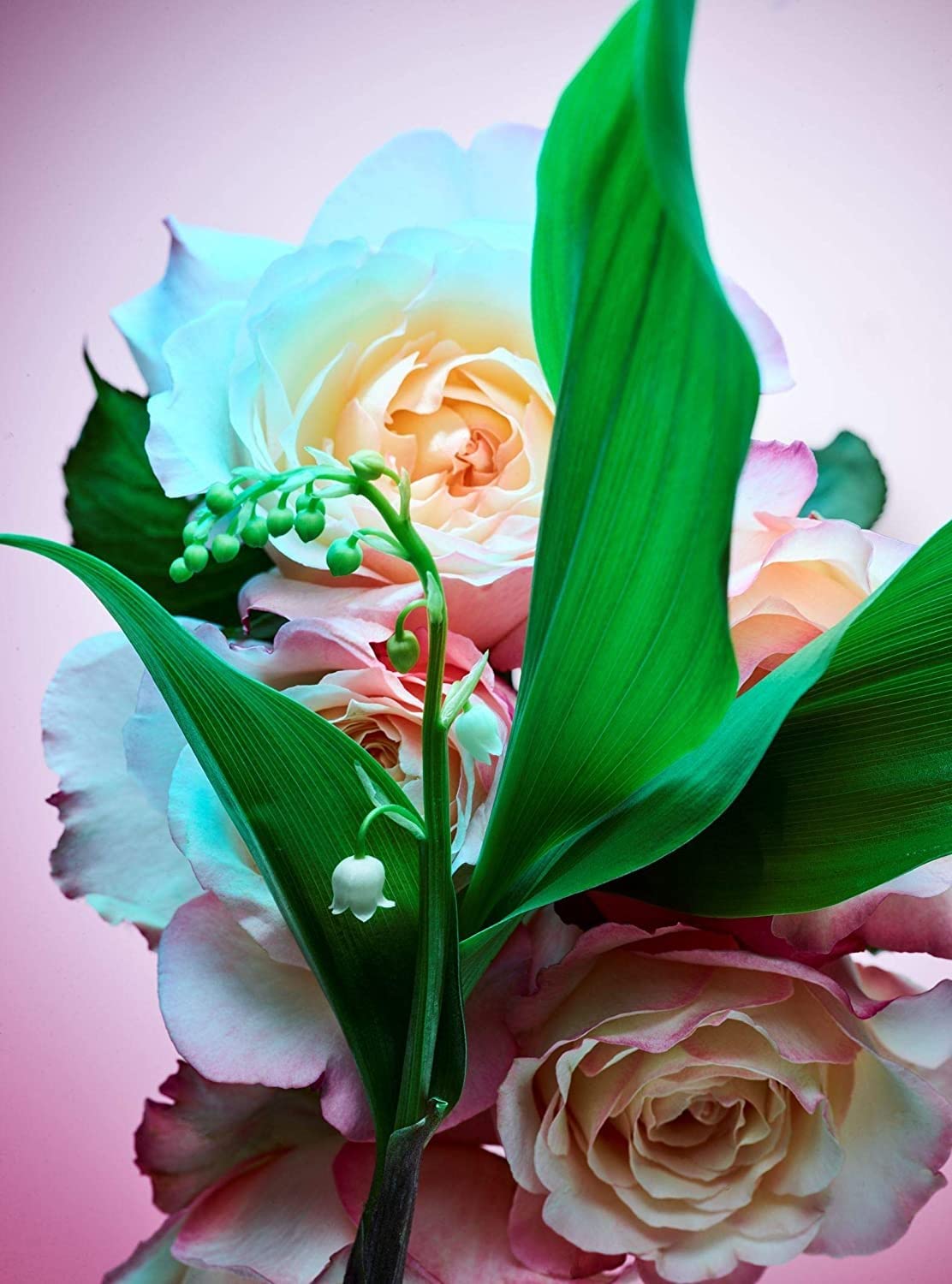 Rose Goldea Blossom Delight by Bvlgari for Women - 1.7 oz EDP Spray - Image 5