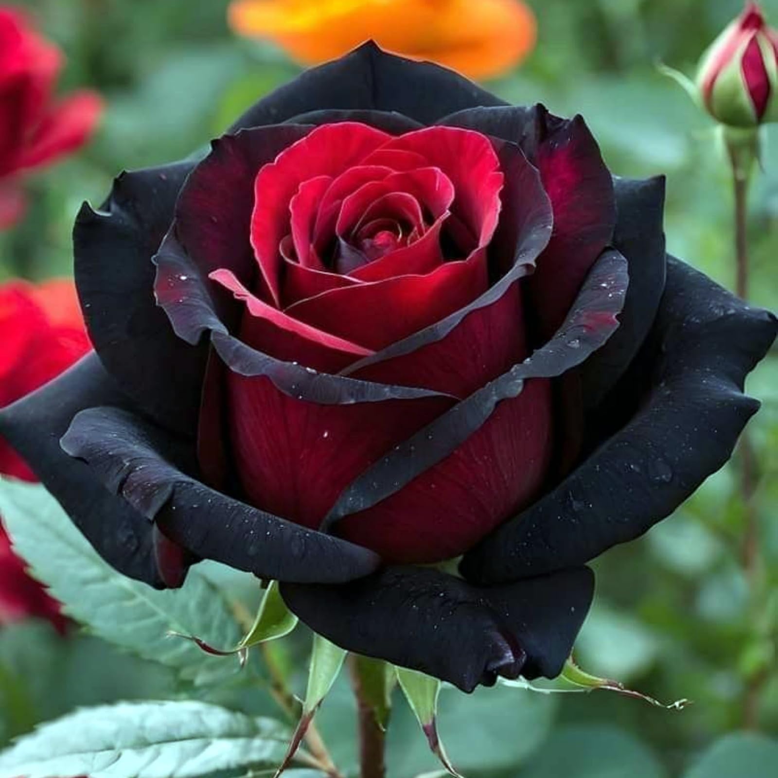 Bulk Rose Rhizome, Hardy Perennial, Garden Decoration, No Watering Required, Professional Planting, Suitable for Spring and Autumn-2 Rhizome-G