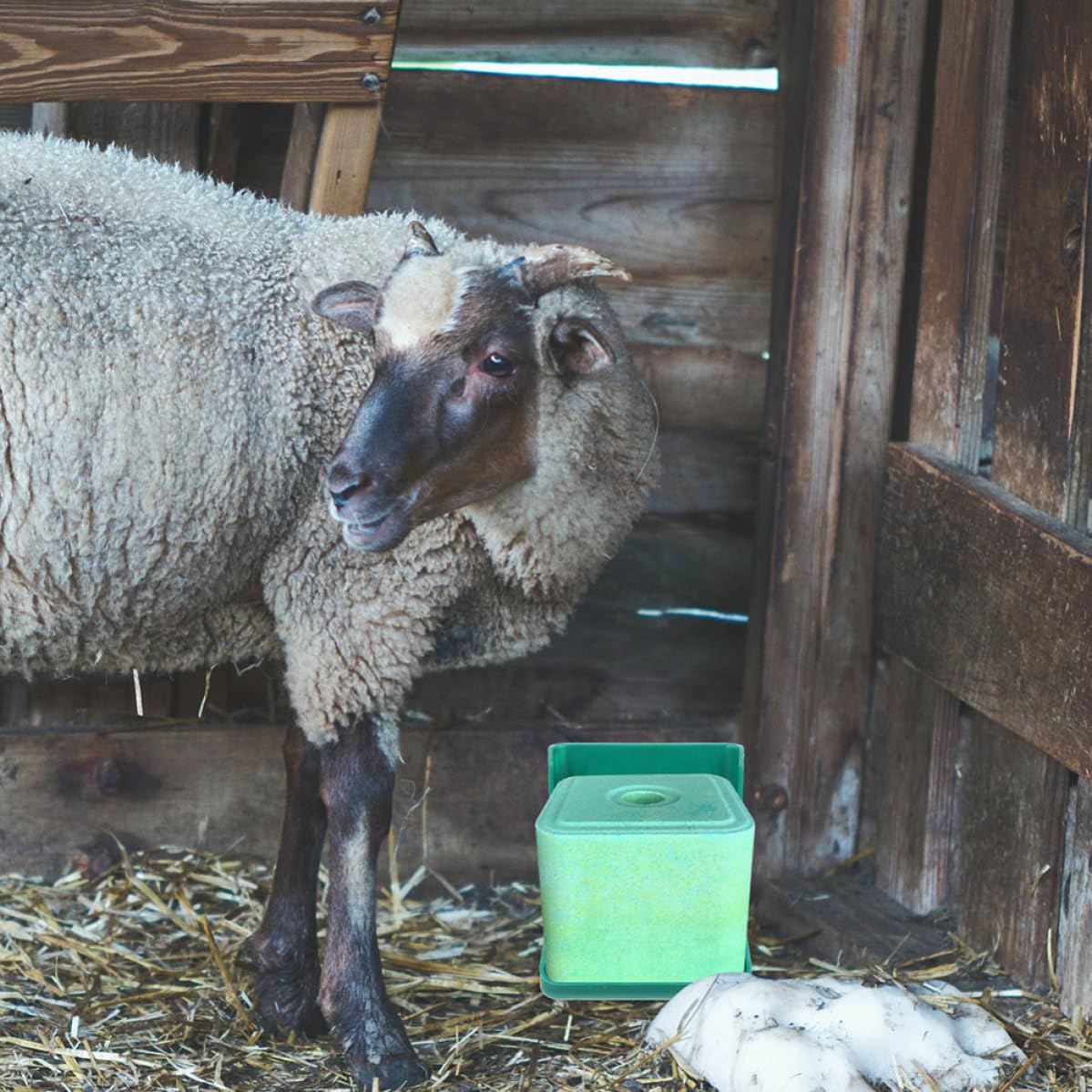 SHINEOFI 2 Stück Salz Futterschale aus Pp für Schafe und Rinder Sicher und Langlebig Praktischer Salzlecksteinhalter zur Fütterung im Stall der Weide