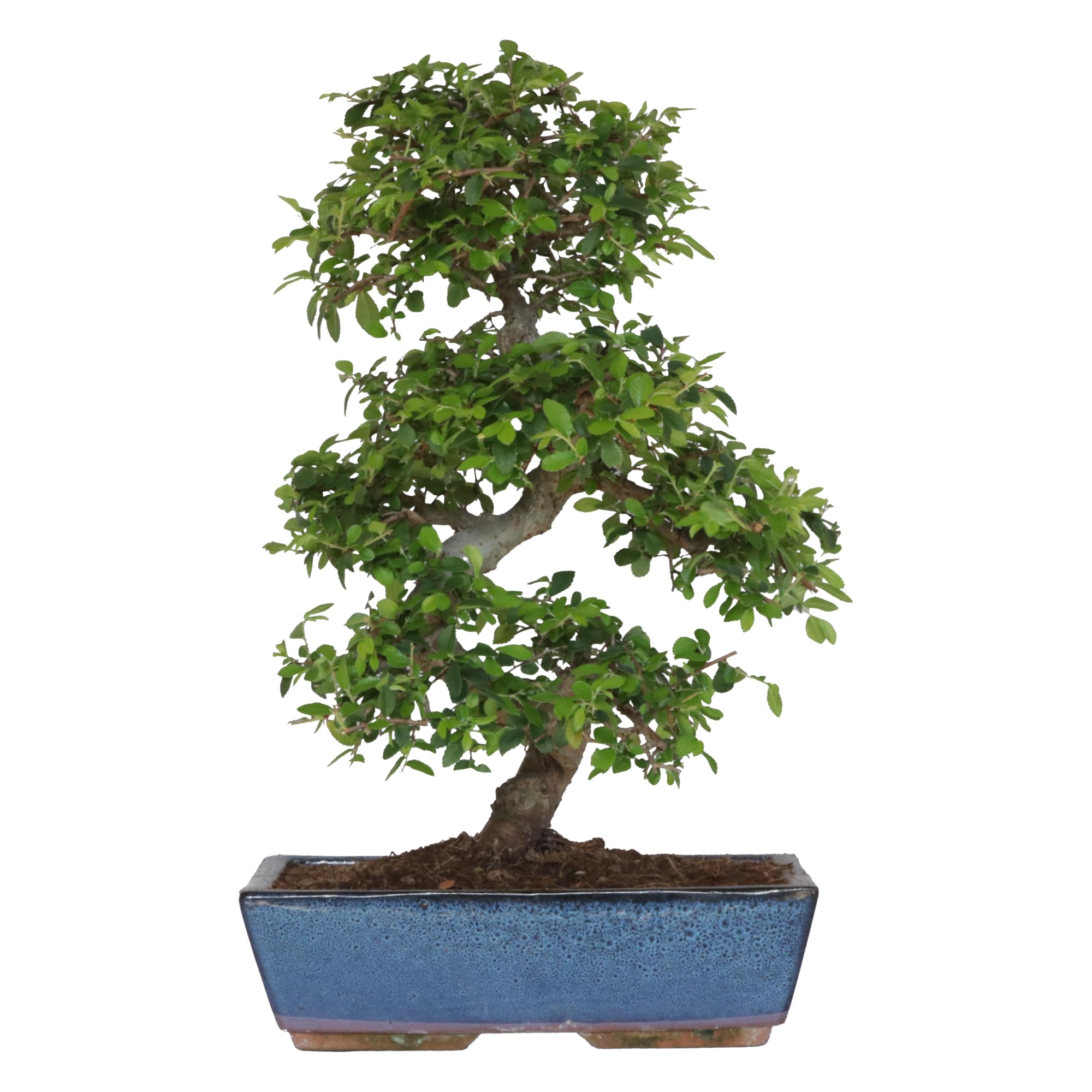 KENTIS - Bonsaï Zelkova - Bonsai Plante Naturelle Exterieur Intérieur - Plantes d'Appartement Balcon Terrasse - H 45/55 cm Pot 27,5 cm