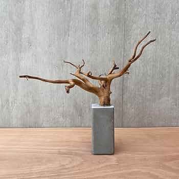 コンクリート盆栽 流木オブジェ ディスプレイ 高級感 スタイリッシュ バオバブ Amazon.co.jp: コンクリート盆栽 流木オブジェ ディスプレイ