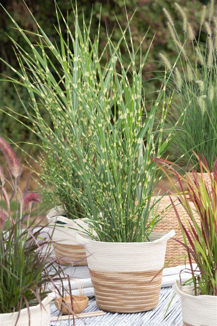 Miscanthus sinensis 'Strictus' – Winterhart, Mehrjährig, Pflegeleicht – Zebragras – Ziergras für Beet & Kübel