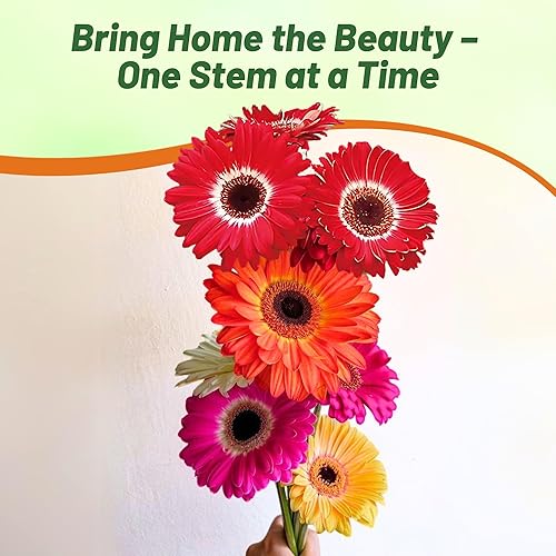 Miniatura 6 de Outsidepride Mezcla de semillas de flores de gerbera bicolor perenne de 10 semillas para plantar