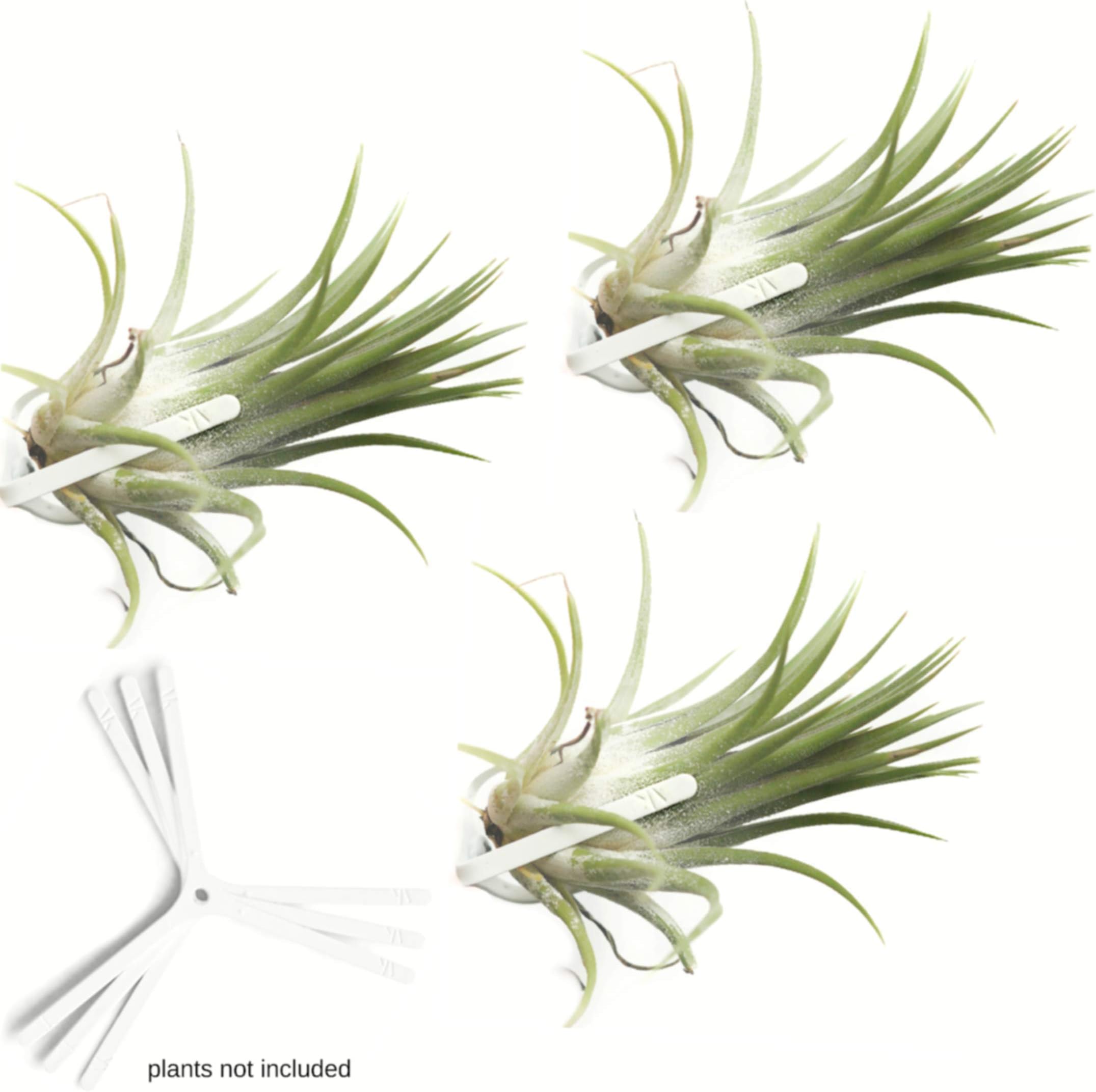 Orchid Air Plants Holders for Vertical Garden 3 Pack Wall Planter Hanging Orchids on Trees House Plants Tillandsia Airplant Terrarium Orchid Wall Decorations for Living Room Plants not Included W3