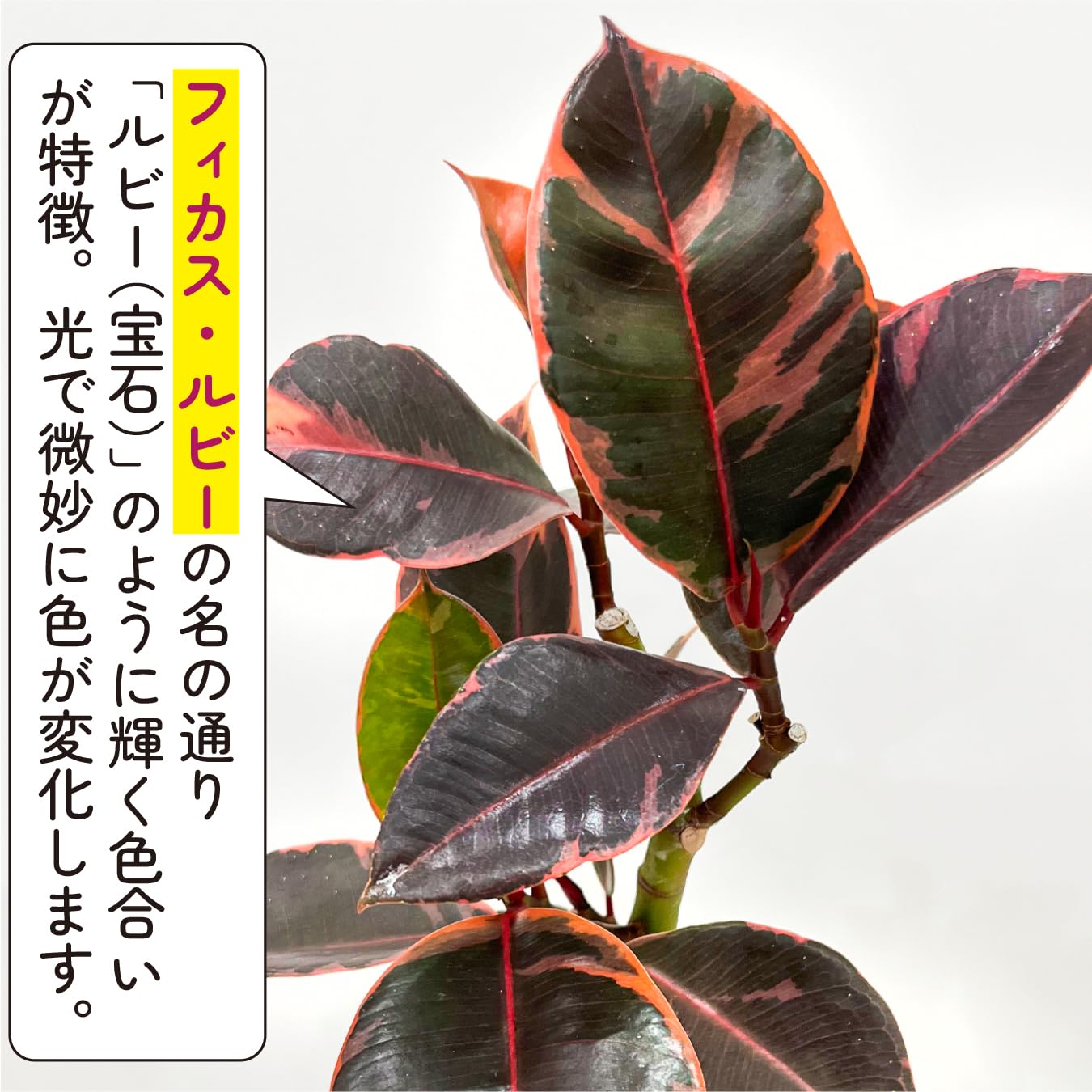 Amazon｜hananico フィカス・ルビー 6号鉢 斑入り ゴムの木 観葉植物