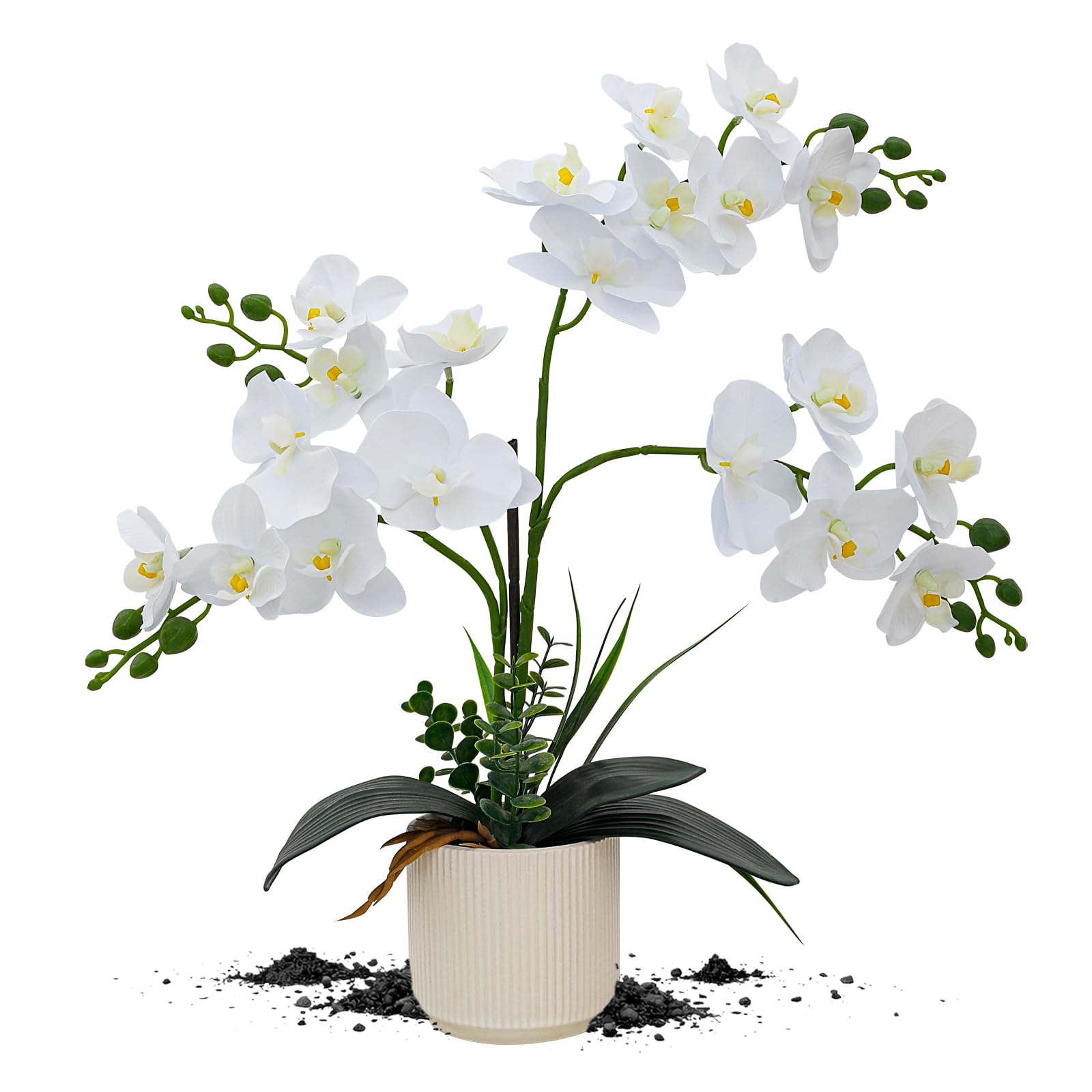 ucky White Orchid
