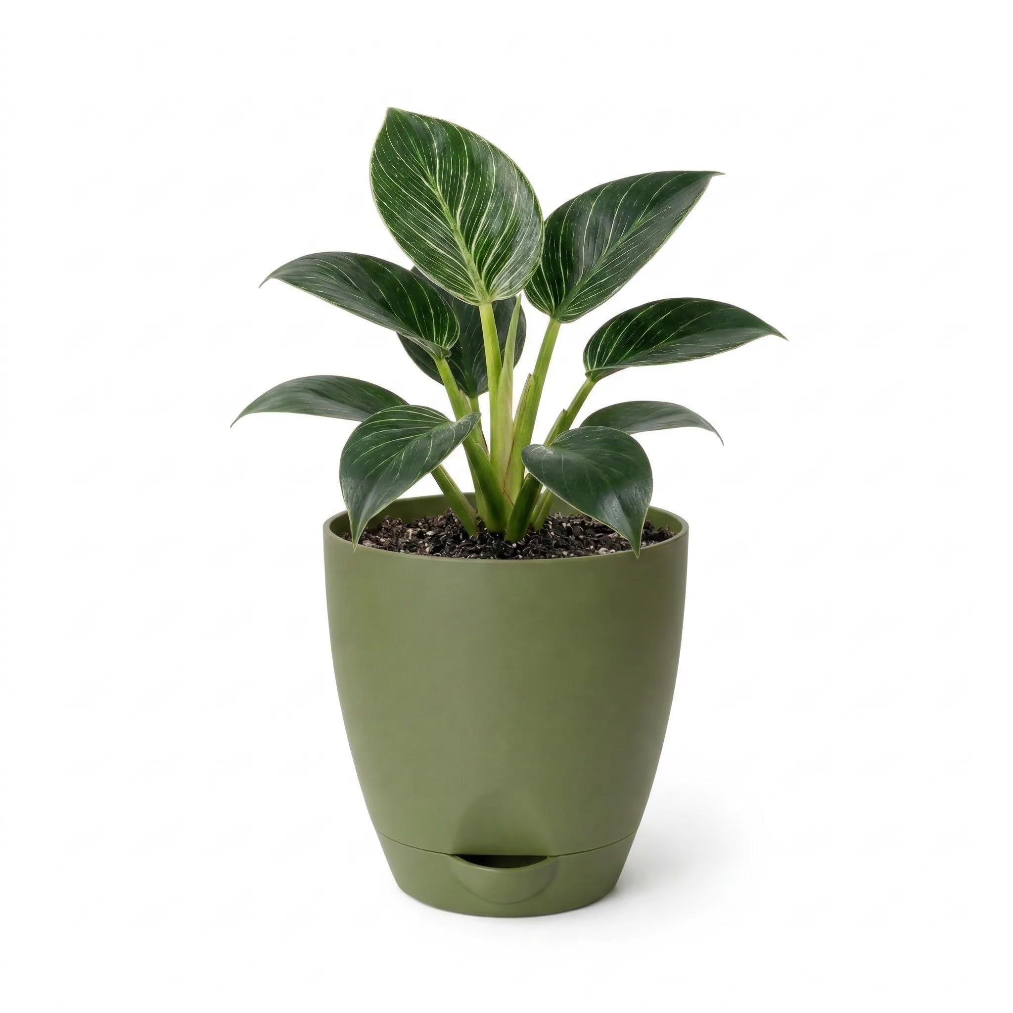 Philodendron Birkin | Indoor Live Plant with Self Watering Pot | Small | Air Purifying & Easy Care | Home & Office Decor (Olive)-image-2